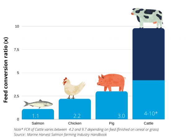 (FCR) Feed Conversion Ratio graf